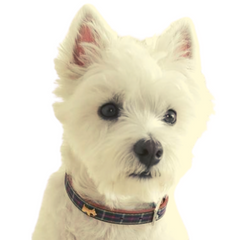 HAMISH MCBETH Highland Tartan Dog Collar