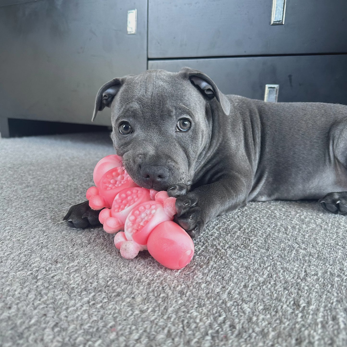 Happy Staffy - Tough Wiggle Worm