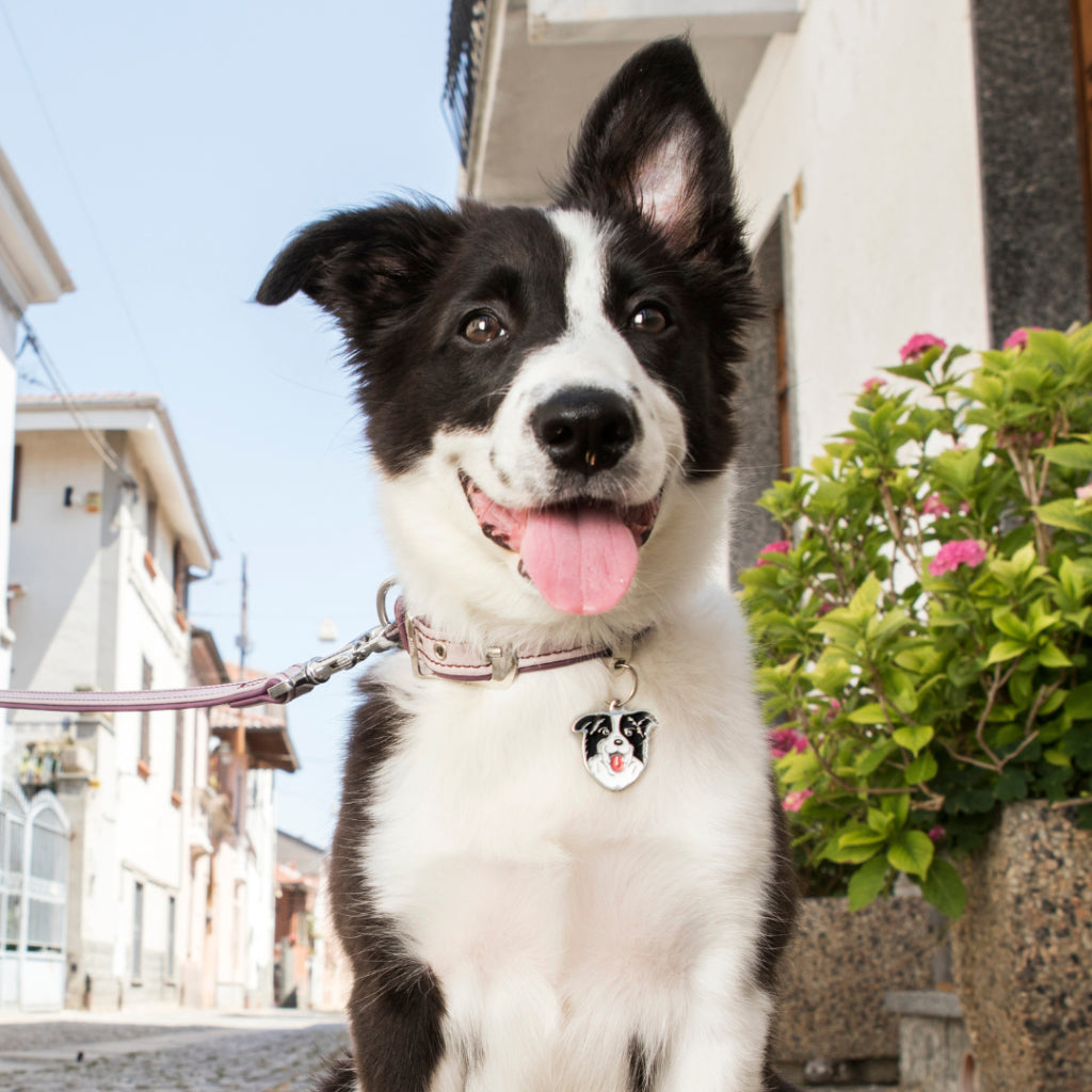 MyFamily Dog ID Tag / Border Collie