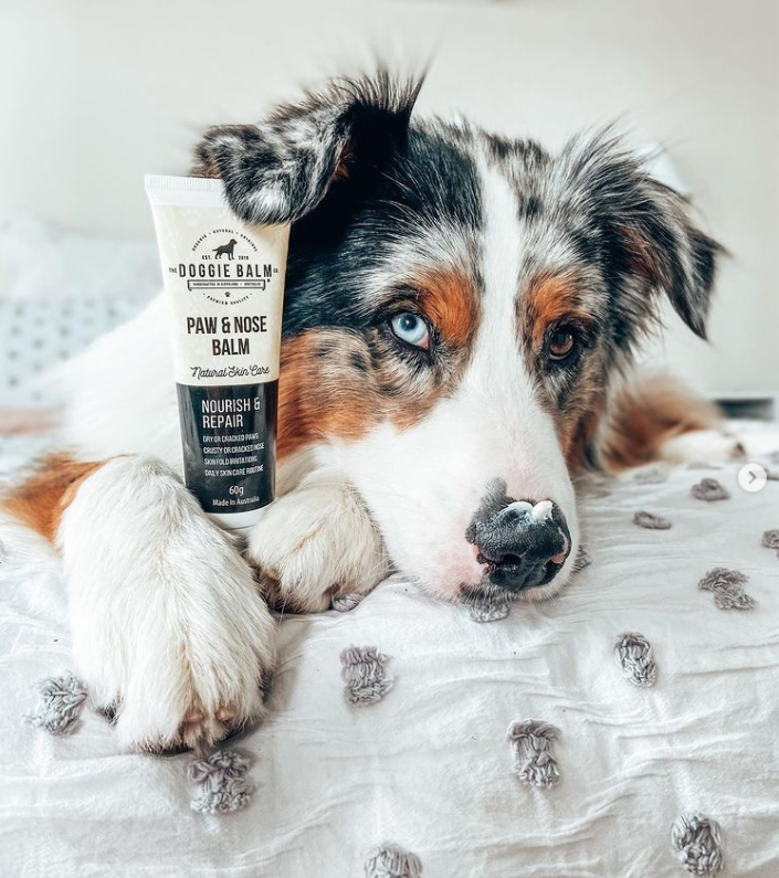 The Doggie Balm PROTECT PAW & NOSE 60g (discontinued)