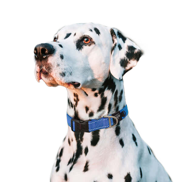 Rogz Classic Collar Blue