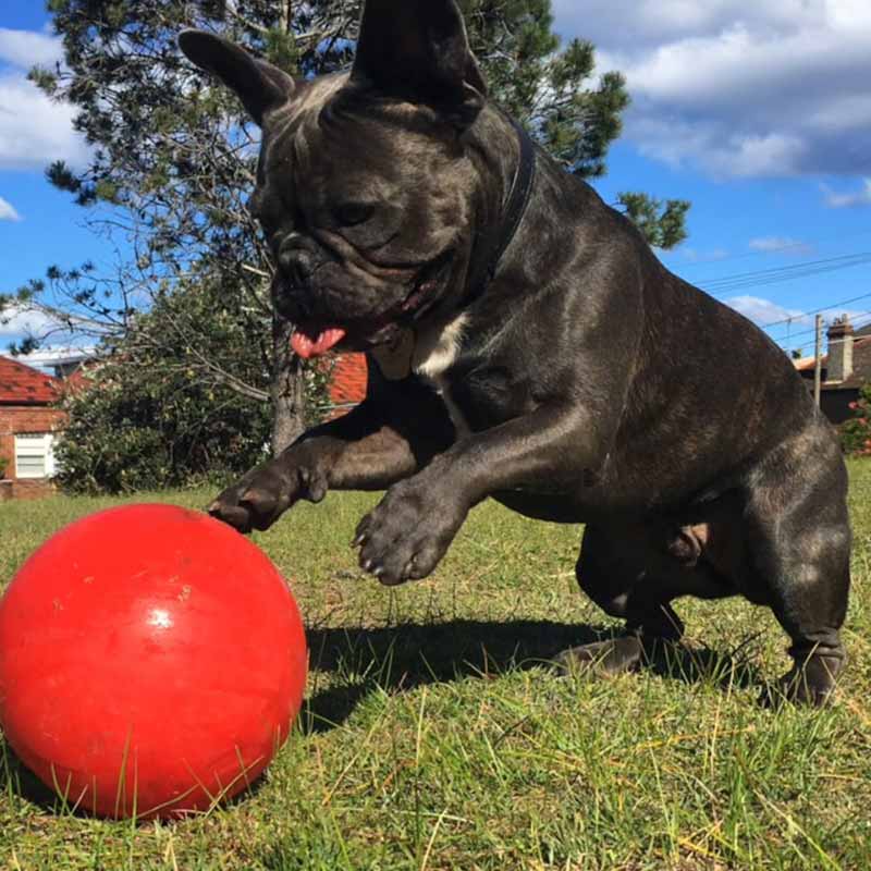 AUSSIE DOG Enduro Ball / 190mm Medium