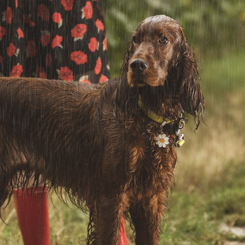 MyFamily Dog ID Tag / Daisy