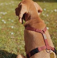 Haqihana Dog Harness