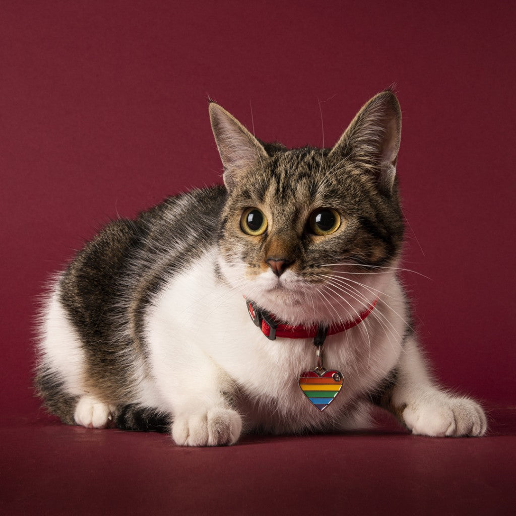 MyFamily Dog ID Tag / Rainbow Collection