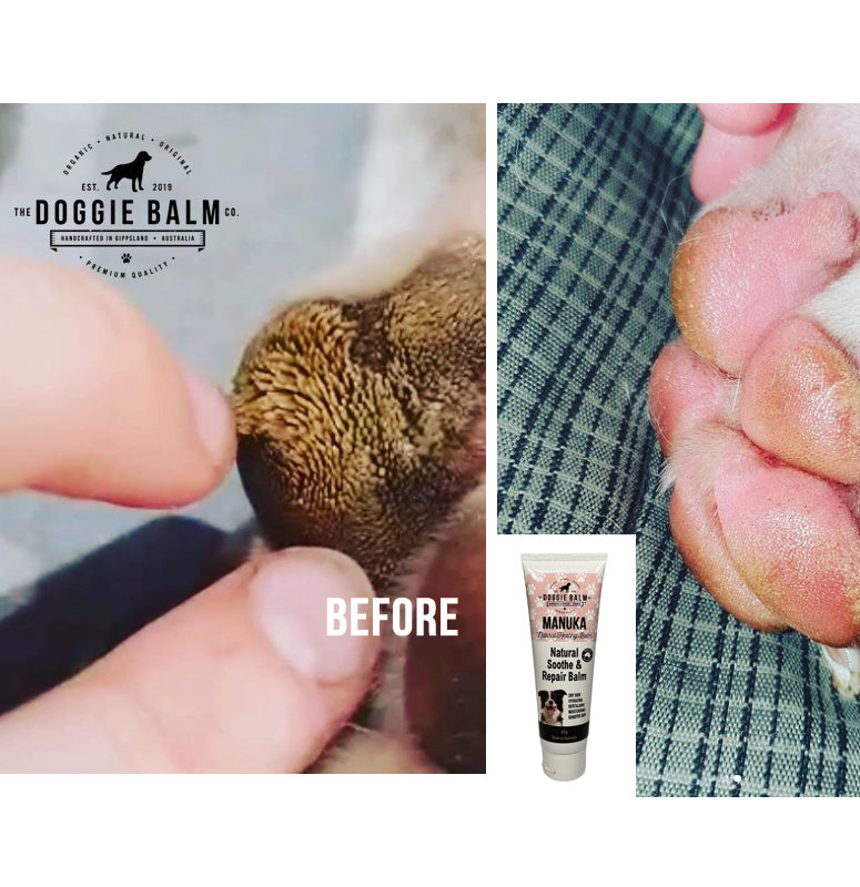 The Doggie Balm MANUKA 60g
