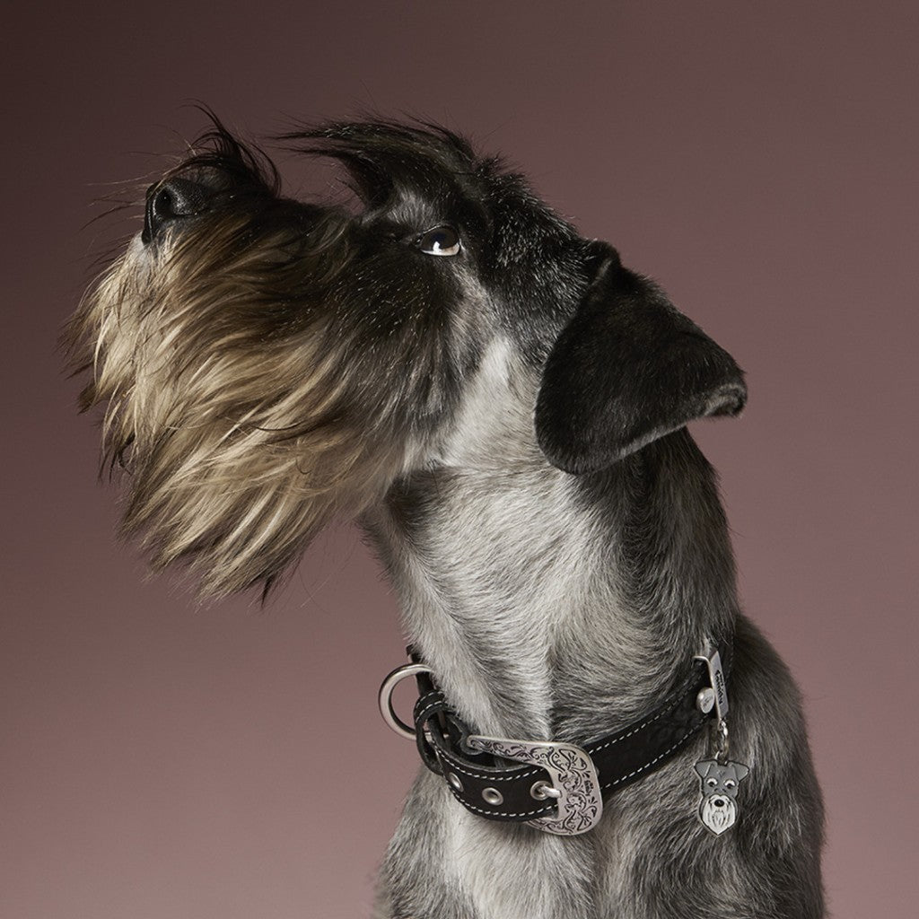 MyFamily Dog ID Tag / Schnauzer