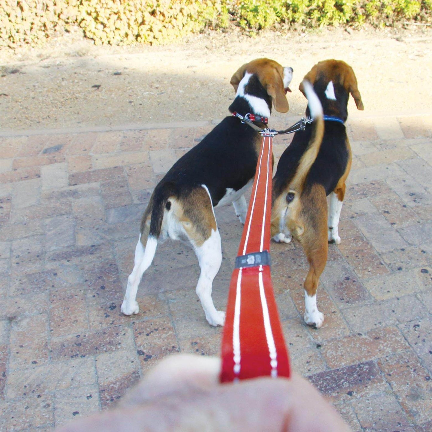 Rogz Double Split Lead