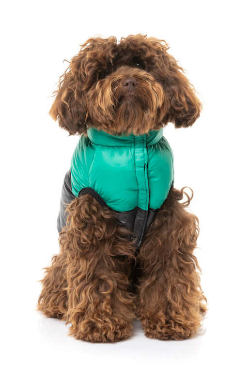 East Harlem Puffer Jacket