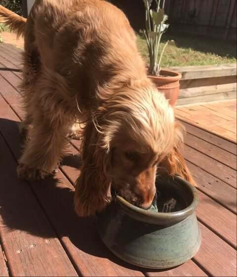 Cocker Bowls