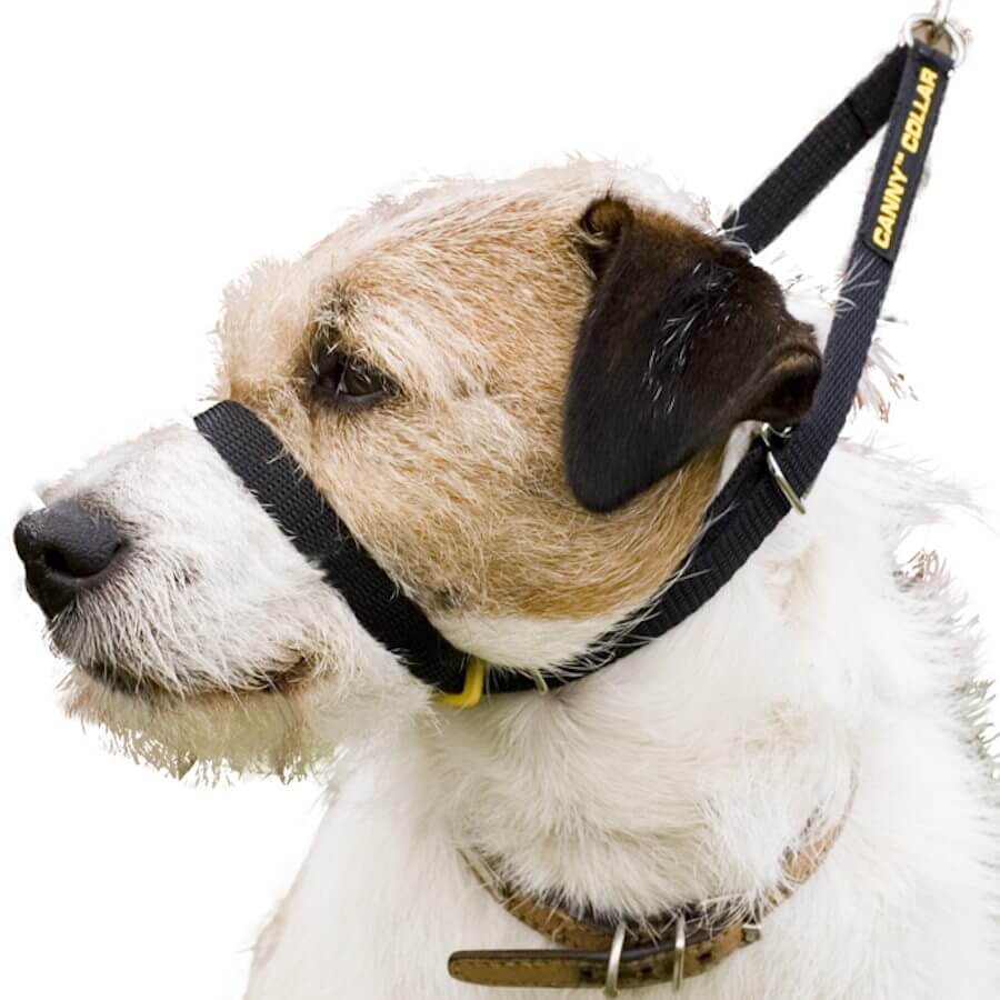 Canny Collar`