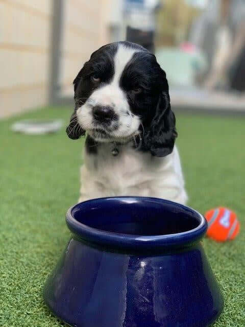 Cocker Bowls