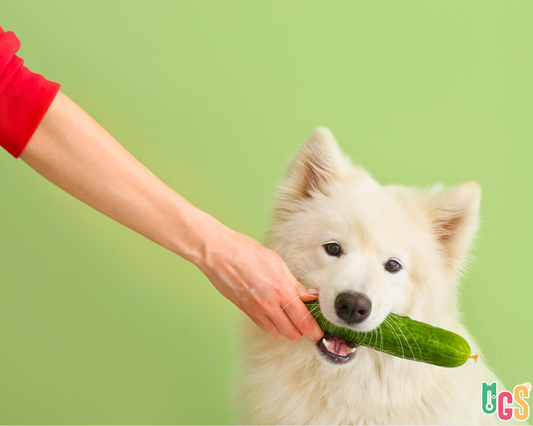 Can a Dog Eat a Cucumber