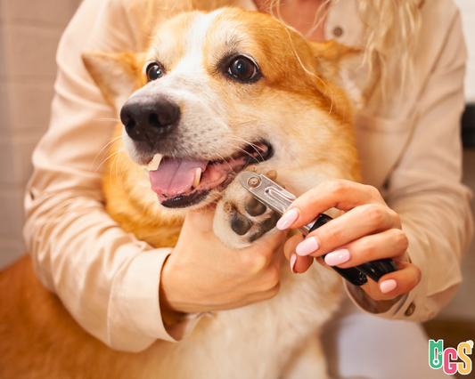  Dog Ready for Trimming Dogs Toenails