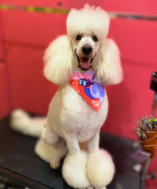 How Often Should You Groom Your Dog in Sydney?