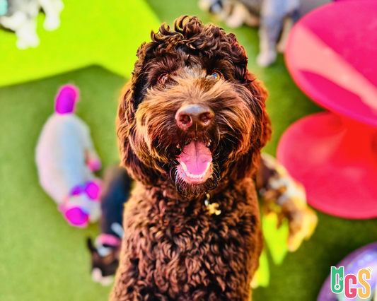 Premium Dog Boarding Sydney | Dogs in Town - Safe & Fun Care