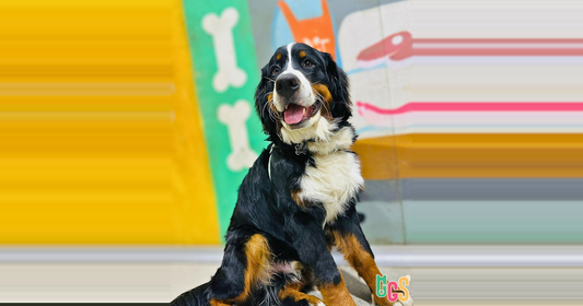 Can Dogs Eat Avocado?