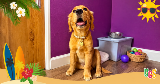 Does My Pet Need A Jumper?
