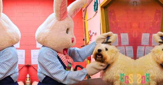 Dog Vaccinations C5