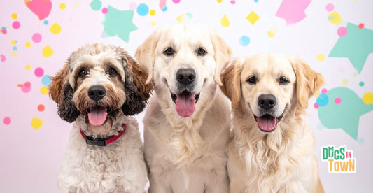 Grooming Tips of Dogs: A Complete, Competitor-Beating Guide