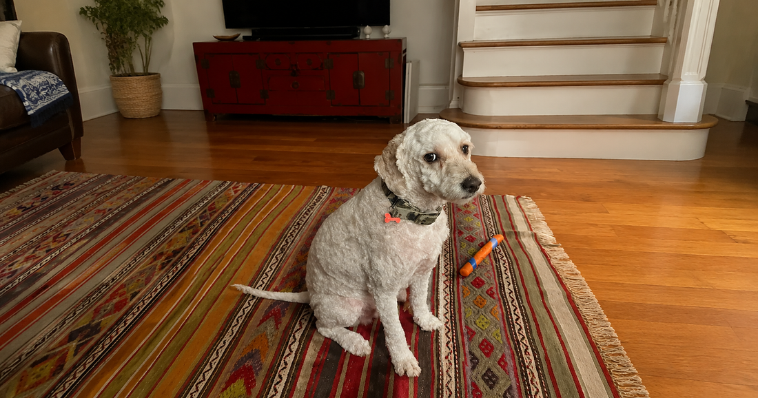 Helping Your Anxious Dog Relieve Stress