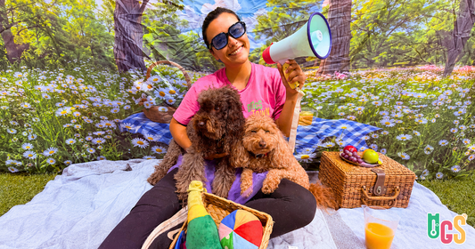 How Often Should You Groom Your Dog in Sydney?