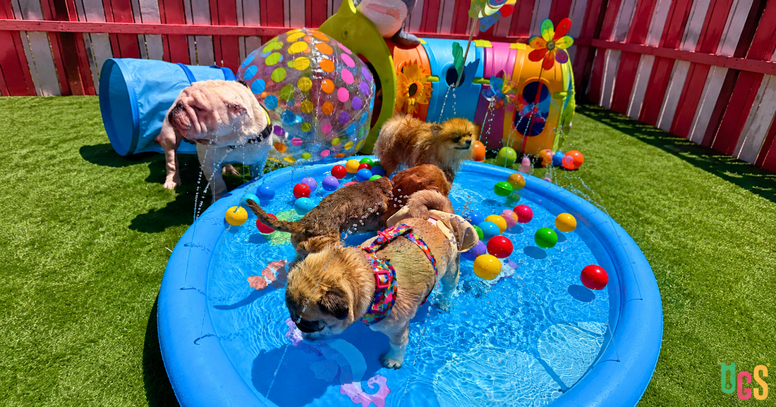 How Often Should You Wash Your Dog