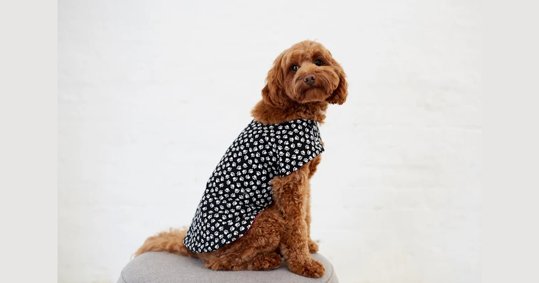 Pamper Your Pup at Dogs in Town