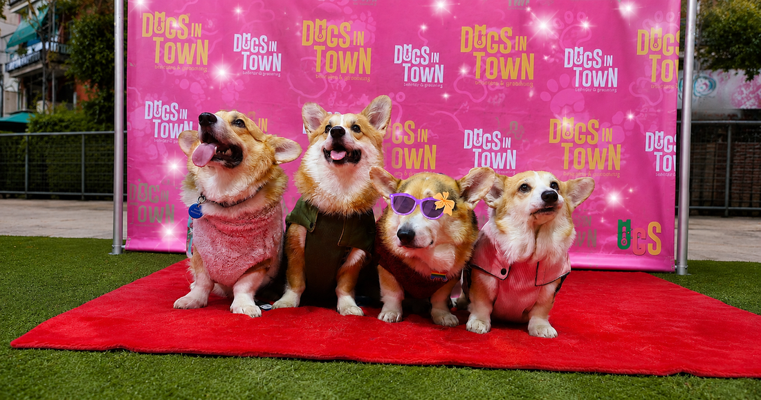Premium Dog Boarding Sydney