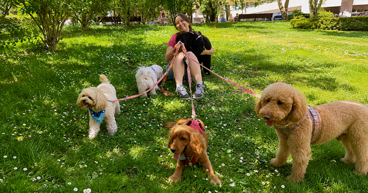 Road Tripping With Your Dog - What To Pack
