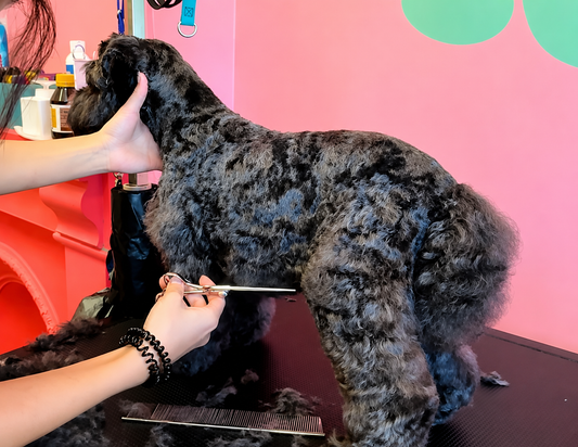 The Beauty of Grooming For Your Pet Dog
