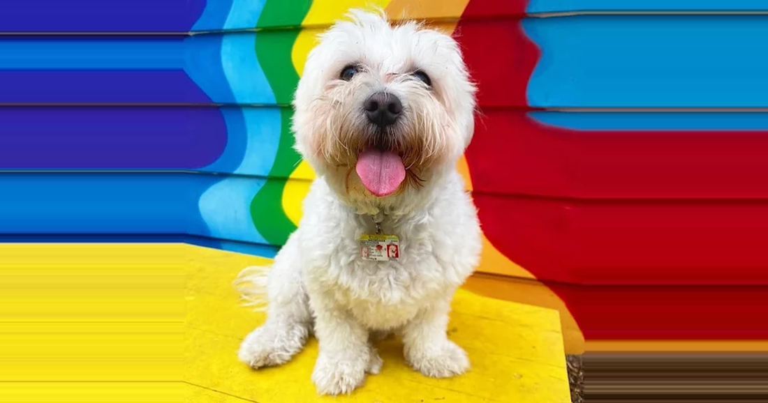 Why Do Dogs Lick Their Paws