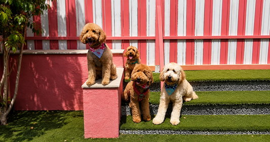 Why Our Pack Leader Thinks Dogs In Town is the best option for your doggies