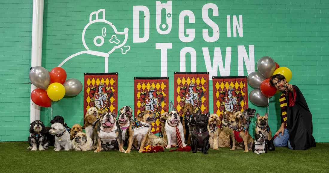Why Sydney is Becoming the Dog Capital of the World