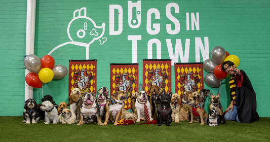 Why Sydney is Becoming the Dog Capital of the World