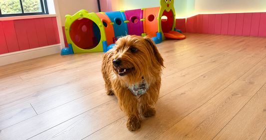 Why Your Short-Haired or Double-Coated Dog Needs Washing Every 5 Weeks