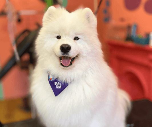 Why Your Short-Haired or Double-Coated Dog Needs Washing Every 5 Weeks at Dogs in Town