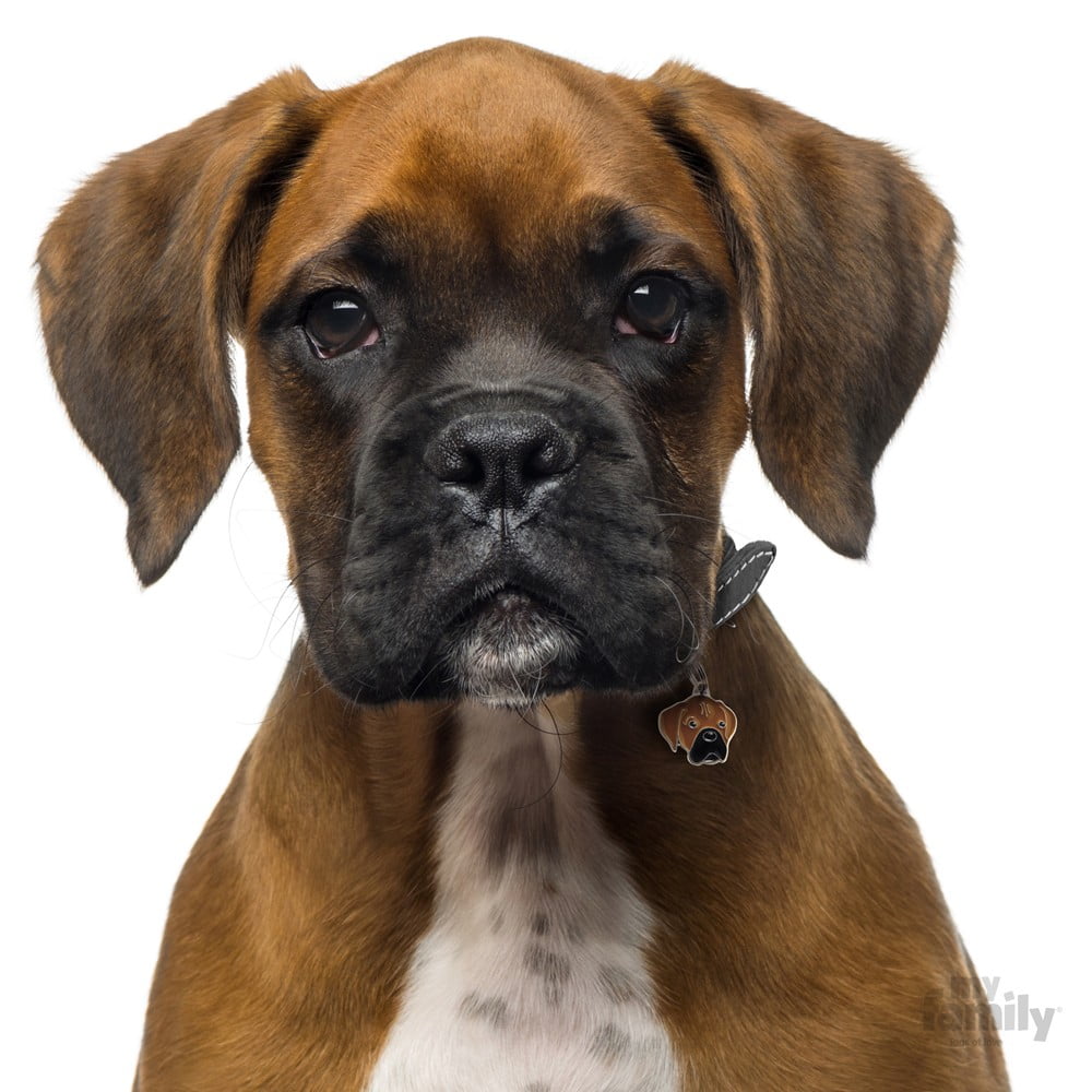 MyFamily Dog ID Tag / Fawn Boxer