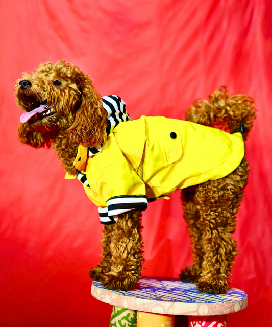 Dogs in Town Raincoat