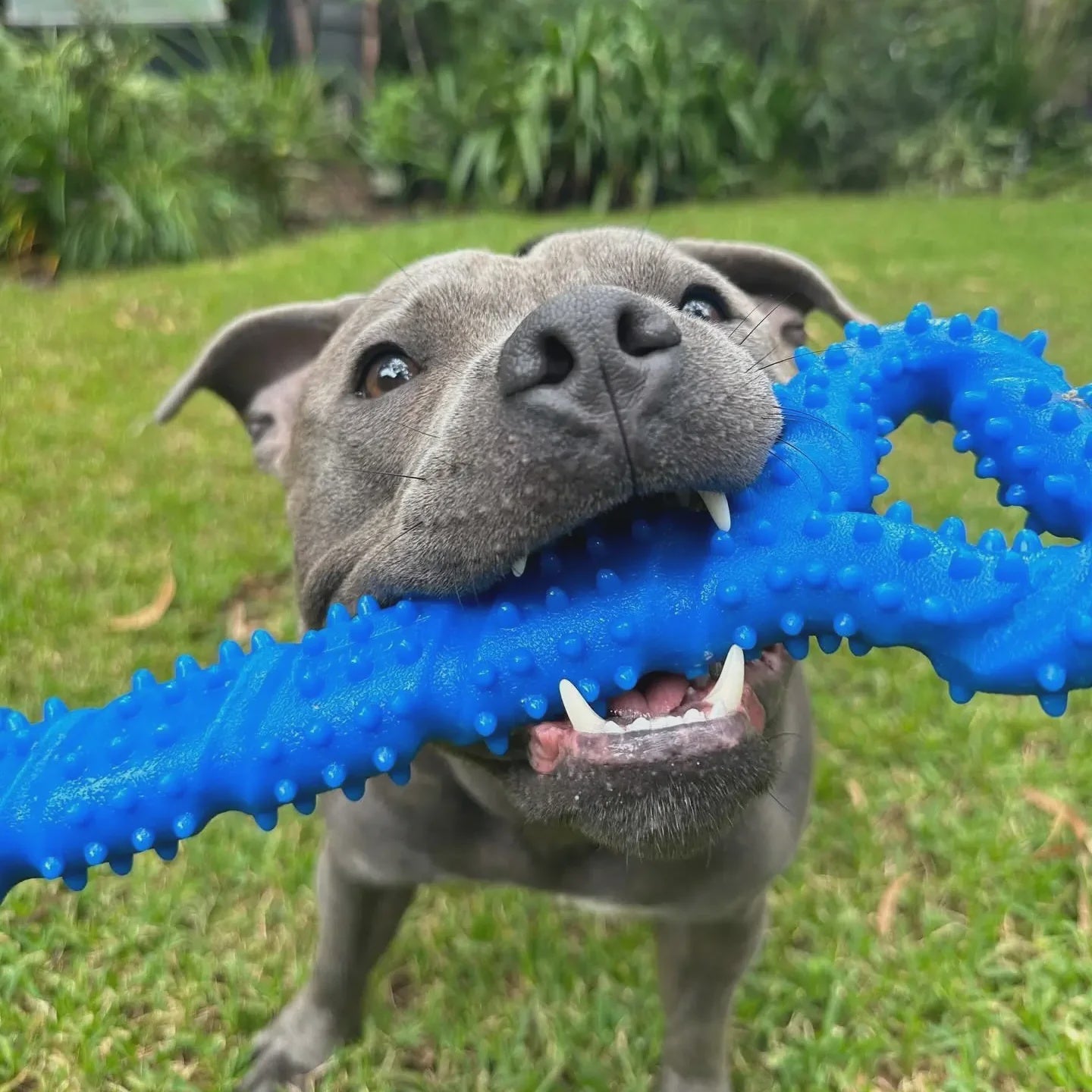 Happy Staffy - The Tommy Tug Handle