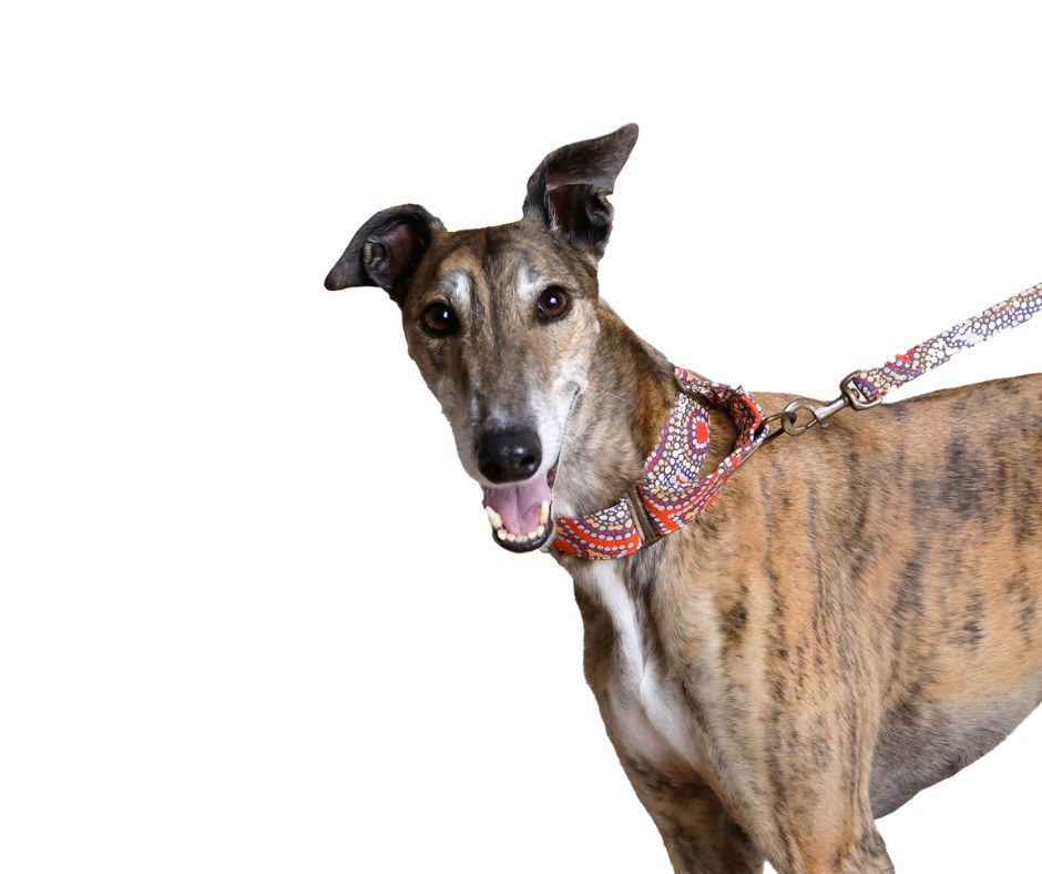 Outback Tails Martingale Collar - Snake Dreaming