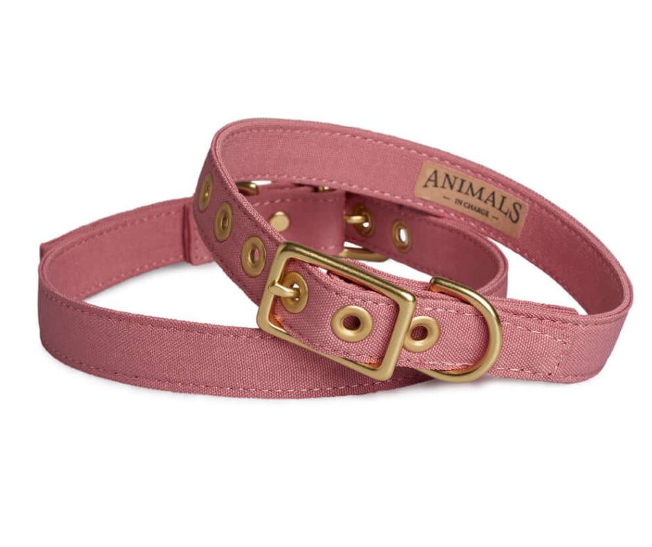 Dusty Pink + Brass Dog Collar
