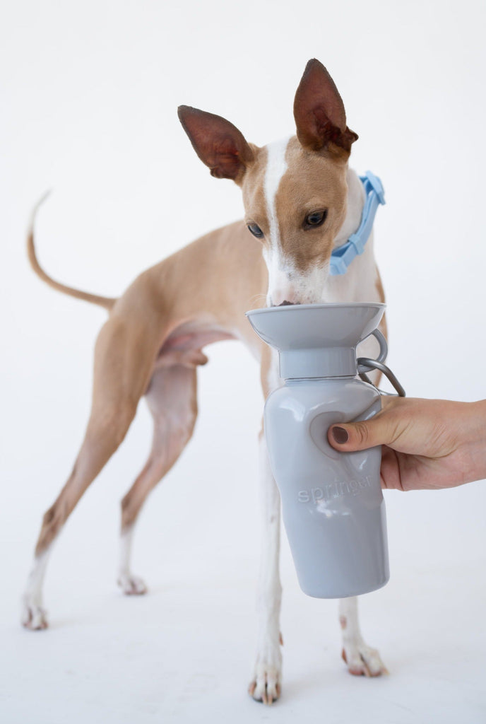 SPRINGER Classic Dog Travel Bottle 650ml