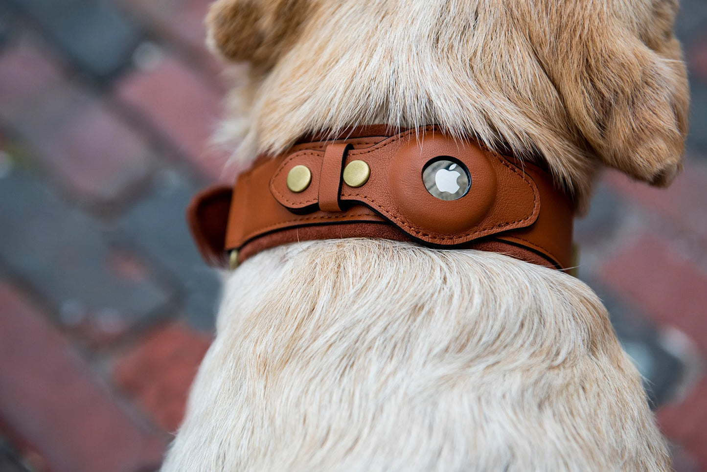 Leather AirTag Dog Collar by Dogs in Town