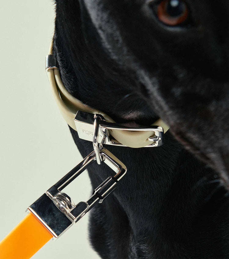 Frank Green Pet Lead