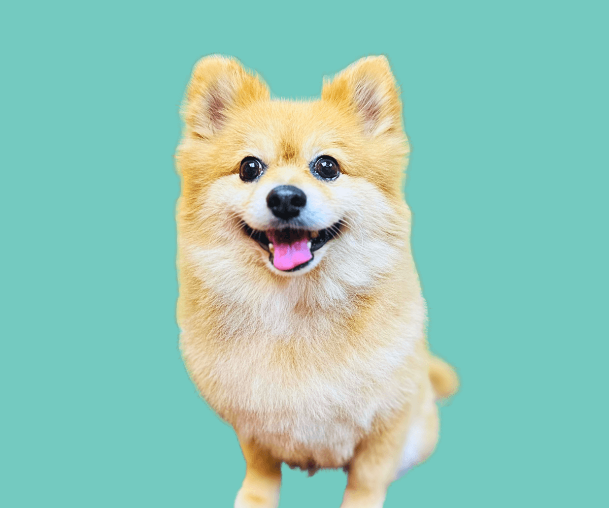 Dog Services Supplies Products Dogs in Town