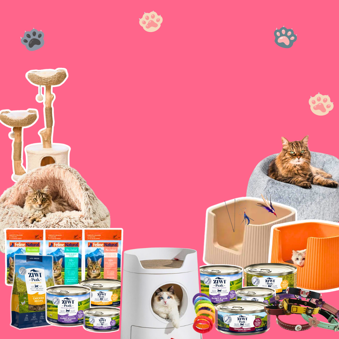 Dogs in Town Pet Store Sydney Best Dog Supplies Shop