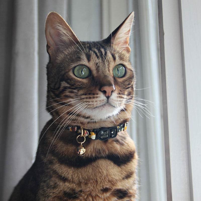 NICE DIGS Leather Cat Collar