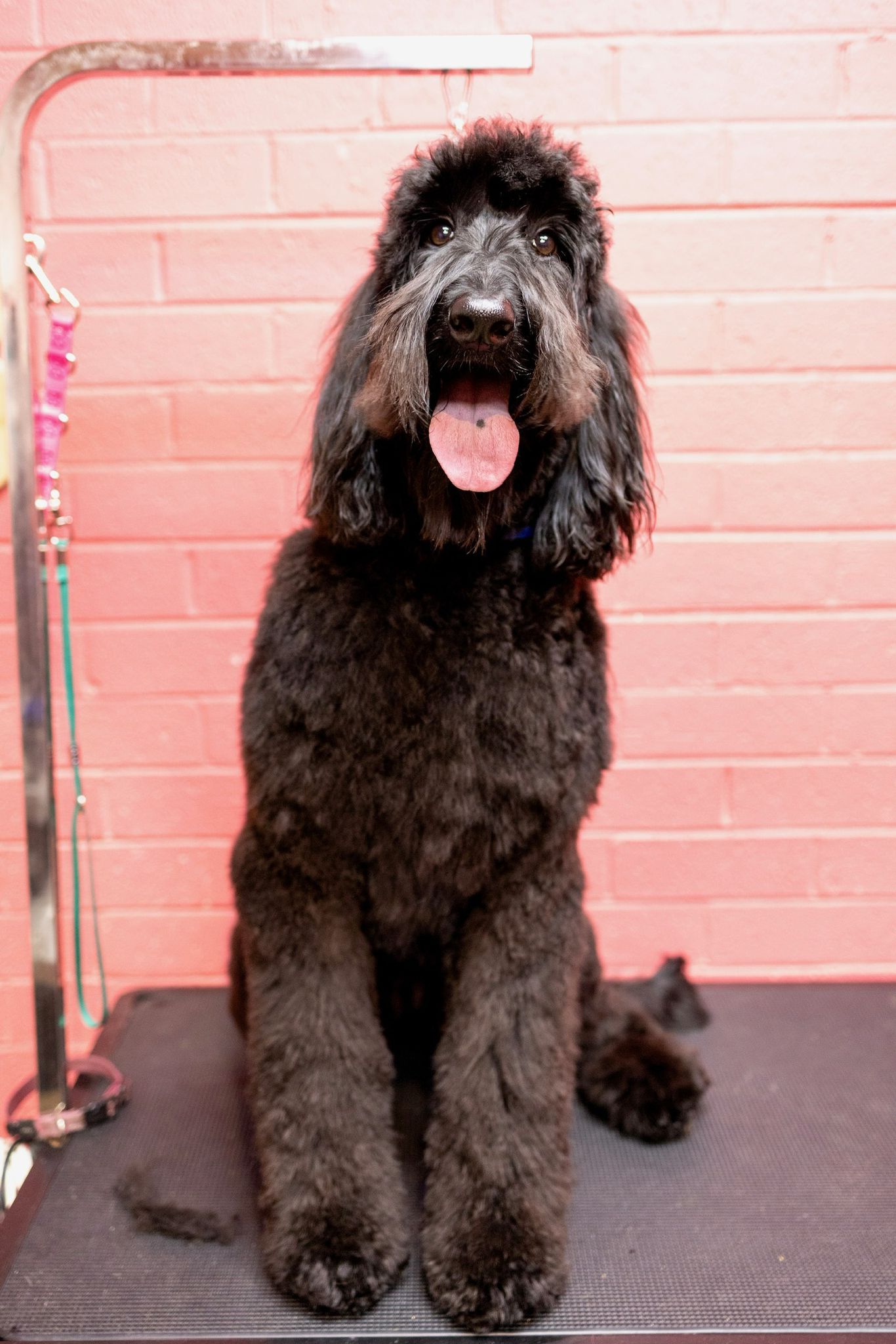 WASH & DRY Long or Double Coated Dogs Dogs in Town