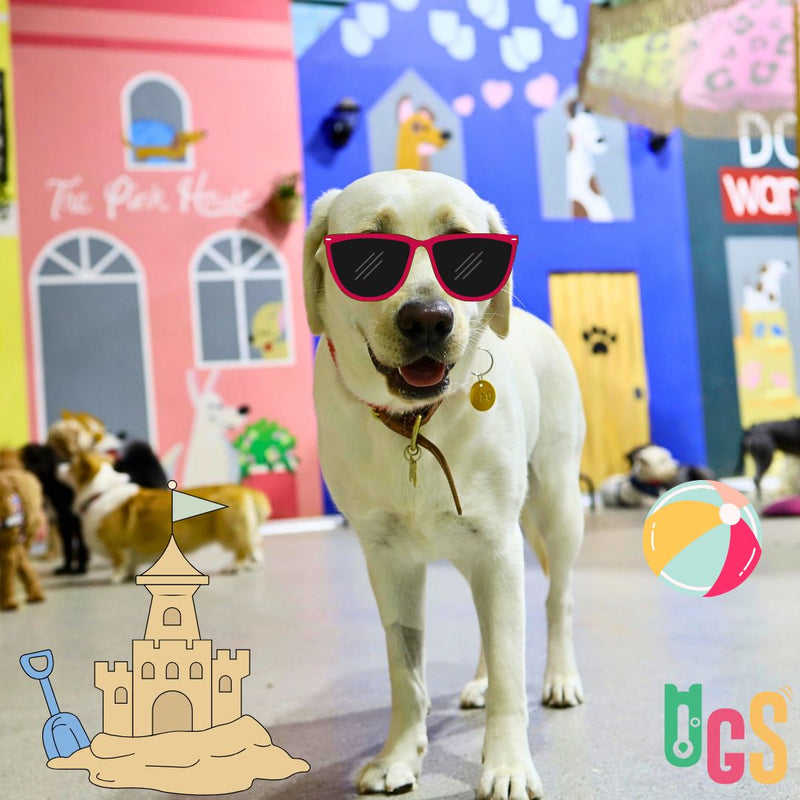 A happy dog wearing sunglasses at Dogs in Town